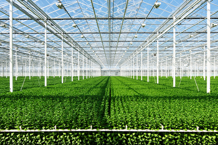 f1-npk-veg-product-slide