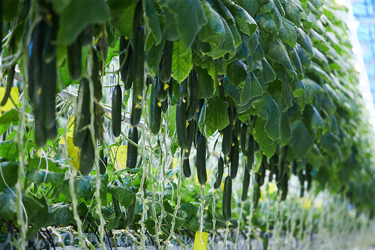 f1-potassium-drive-cucumbers-product-slide