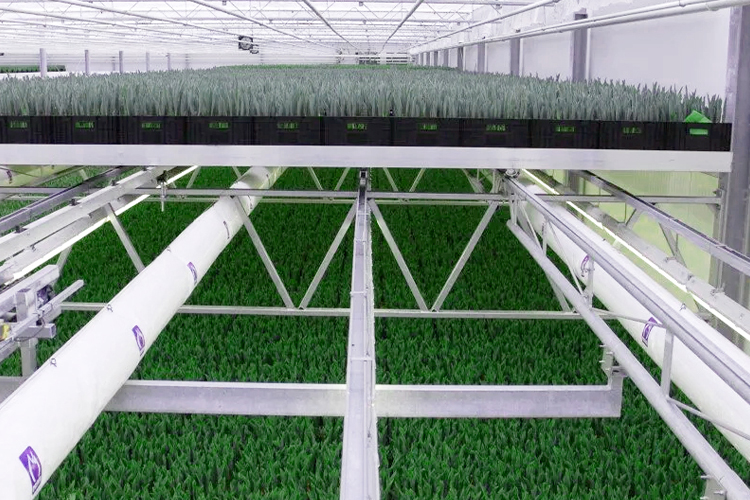 KG Systems Multi-Tier