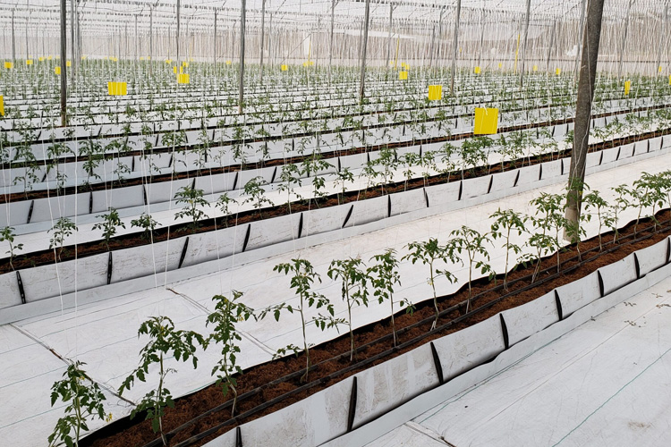 Cultivation Troughs