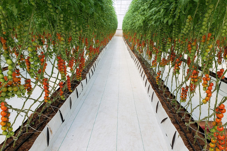 Cultivation Troughs