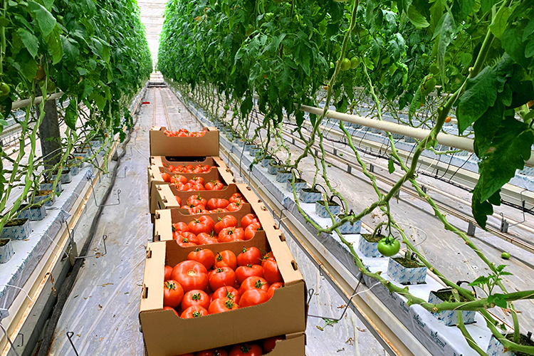 BeGrow in Greenhouse